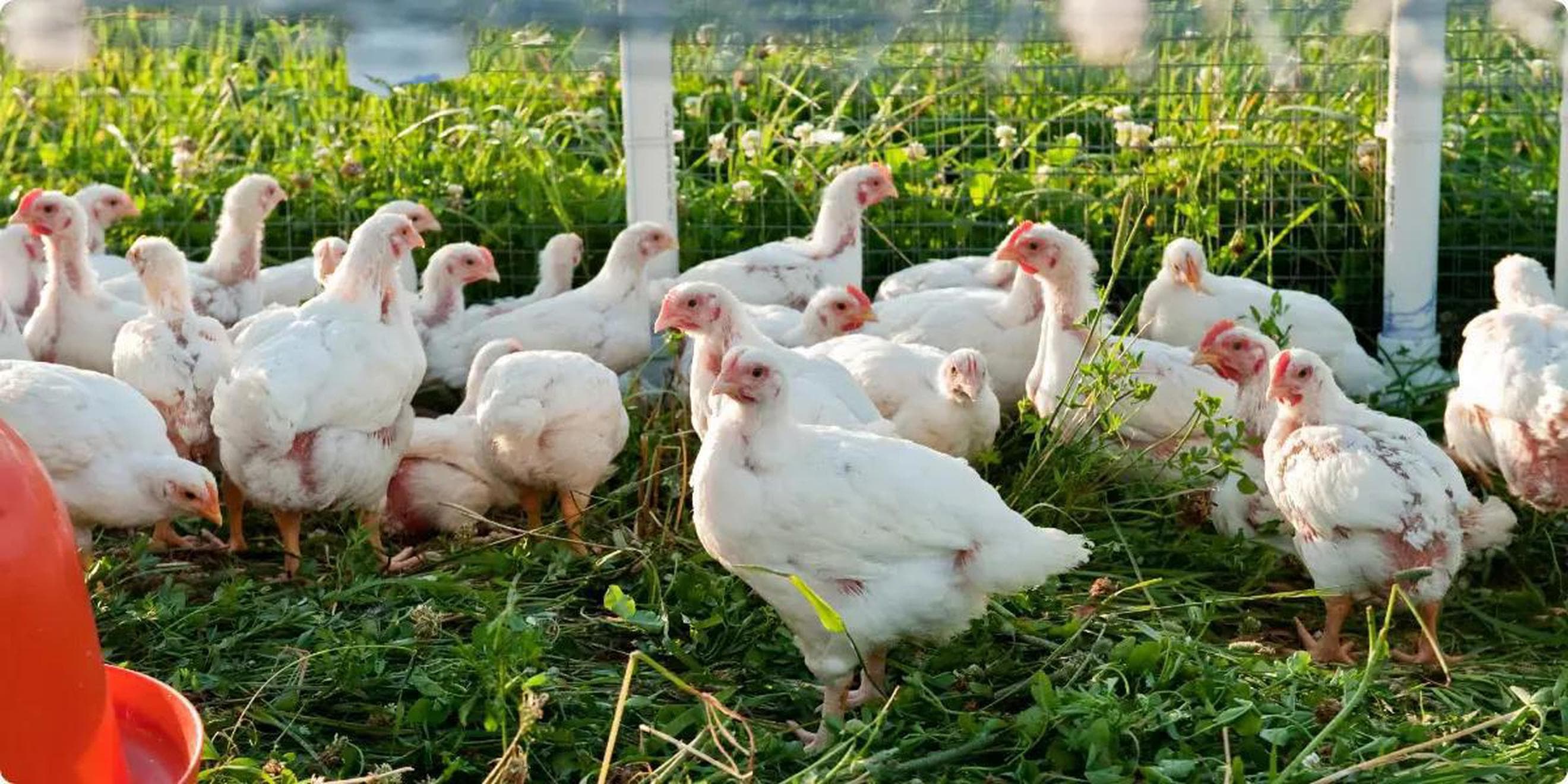 Pastured chicken - Fresh Whole bird